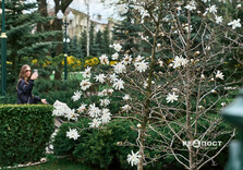 У Харкові розквітли магнолії (фото)