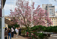 У Харкові розквітли магнолії (фото)