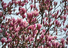 У Харкові розквітли магнолії (фото)