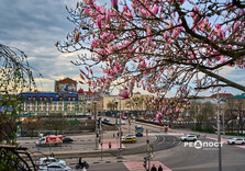 У Харкові розквітли магнолії (фото)