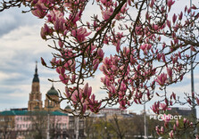 У Харкові розквітли магнолії (фото)