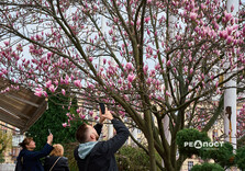 У Харкові розквітли магнолії (фото)