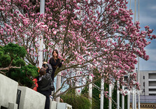 У Харкові розквітли магнолії (фото)