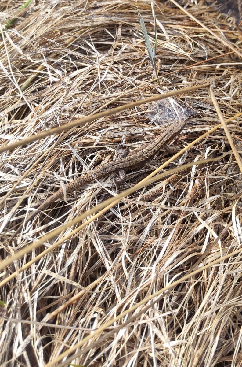 У природному парку на Харківщині сталося несподіване біологічне відкриття