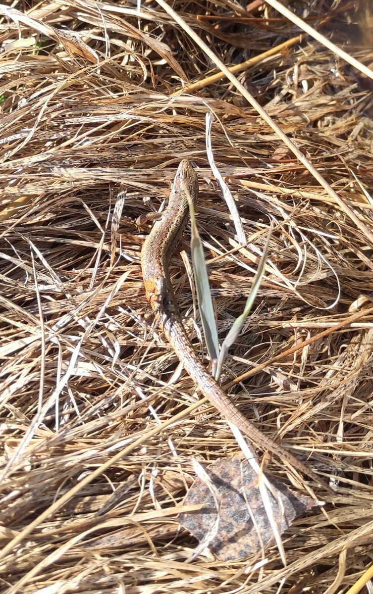 У природному парку на Харківщині сталося несподіване біологічне відкриття