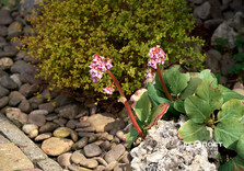 Озеро у Центральному парку Харкова готують до літнього сезону (фото)