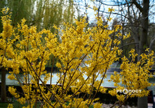 Озеро у Центральному парку Харкова готують до літнього сезону (фото)