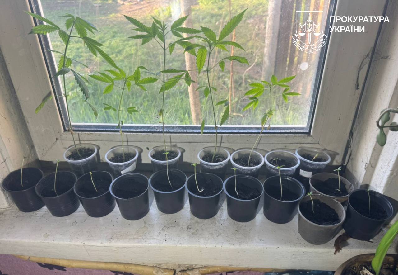 Затримали молодика з гранатами та наркоплантацією вдома правоохоронці: Новини Харкова