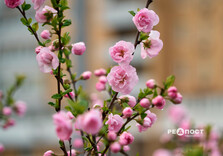 У Харкові цвіте сакура (фото)