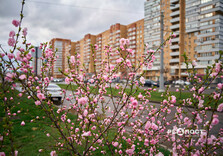 У Харкові цвіте сакура (фото)