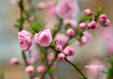 У Харкові цвіте сакура (фото)