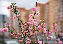 У Харкові цвіте сакура (фото)