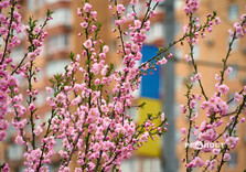 У Харкові цвіте сакура (фото)