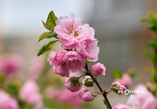 У Харкові цвіте сакура (фото)