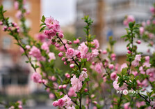 У Харкові цвіте сакура (фото)