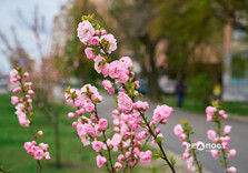 У Харкові цвіте сакура (фото)