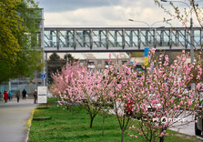 У Харкові цвіте сакура (фото)