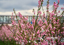 У Харкові цвіте сакура (фото)