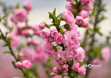 У Харкові цвіте сакура (фото)