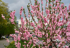 У Харкові цвіте сакура (фото)