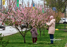 У Харкові цвіте сакура (фото)