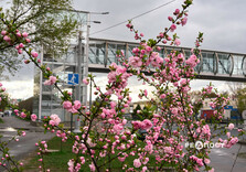 У Харкові цвіте сакура (фото)