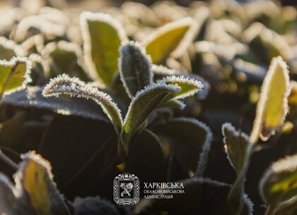 Похолодання в Харкові та області: прогнозують заморозки до -3 градусів