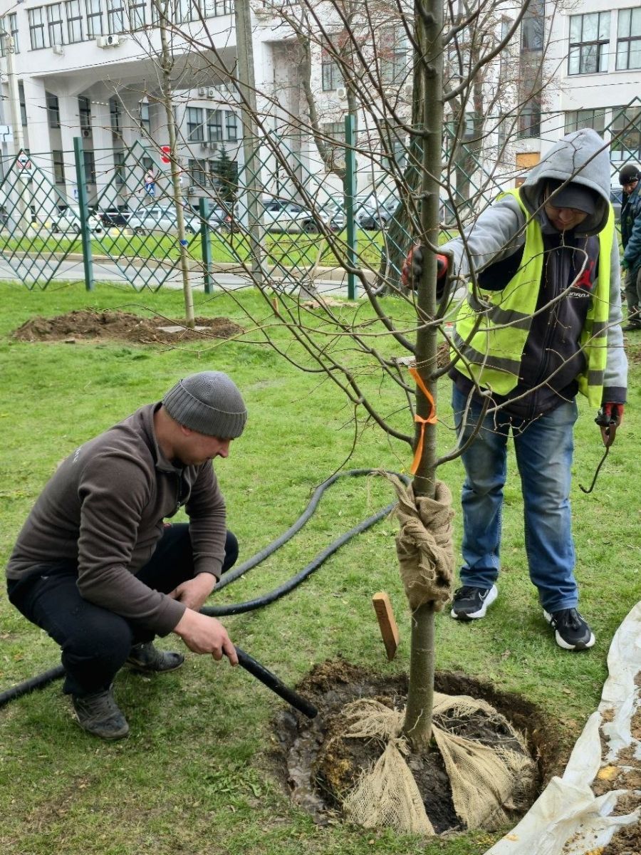 У сквері Незалежності висадили 10 нових дерев