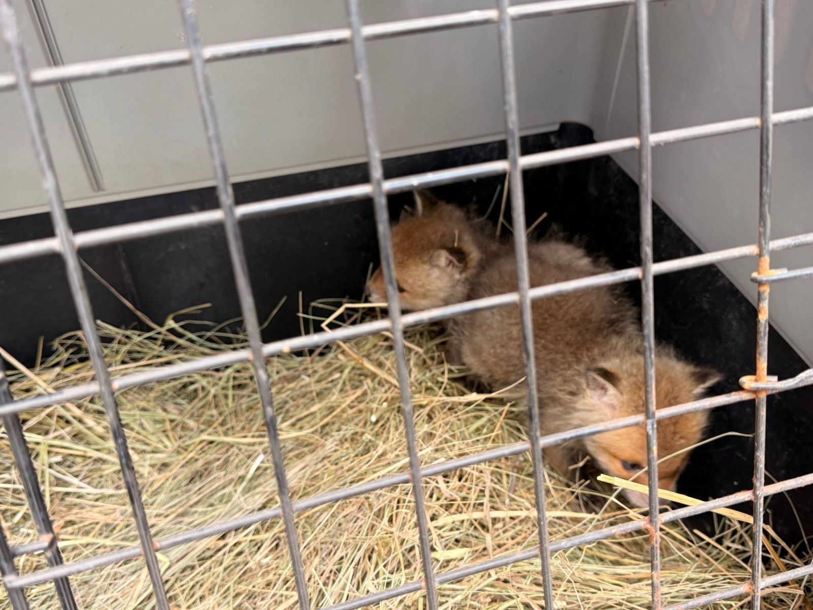 Поблизу Харкова в коробці виявили двох лисенят