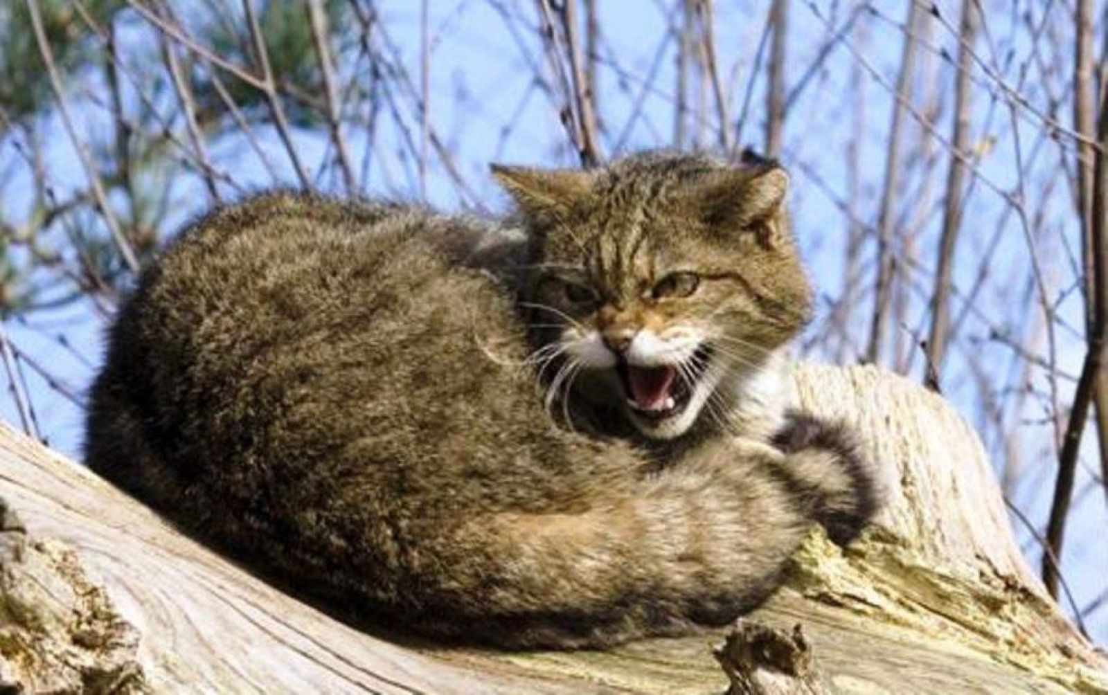 Випадок сказу зафіксовано в селищі Кегичівка