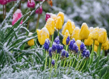 Уночі Харків очікують заморозки до −3°