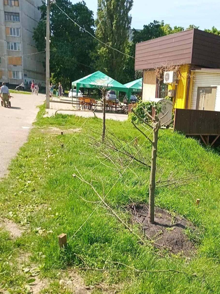 Новини Харкова: пошкодили алею горобин у Кітлярчиному Яру