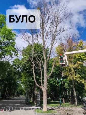 Новини Харкова: У саду Шевченка висадили дуб
