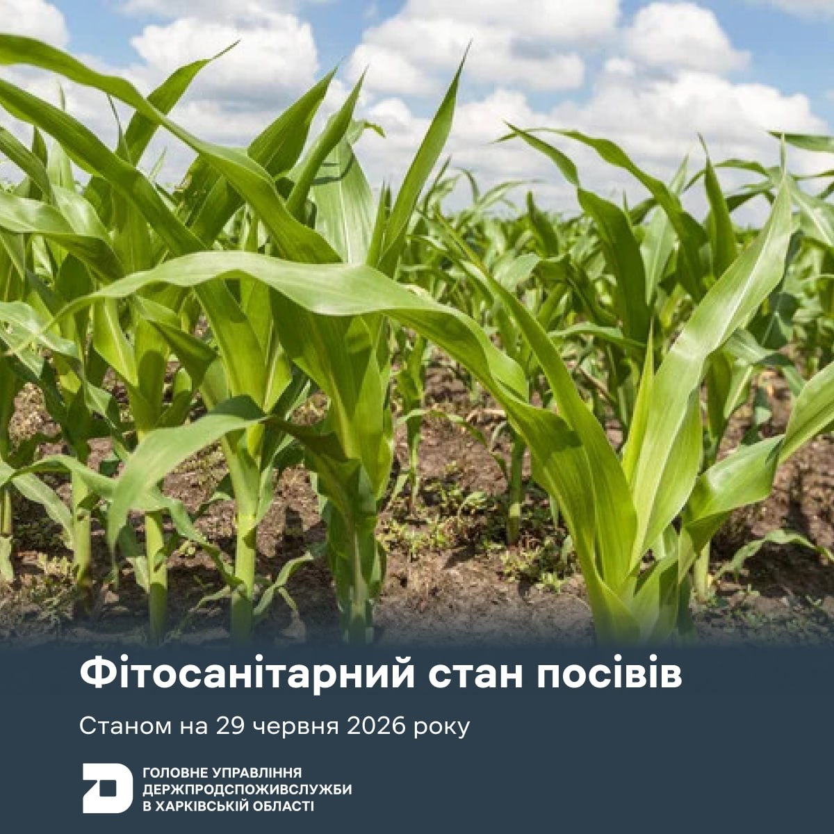 У посівах Харківщини фіксують літню активність шкідників