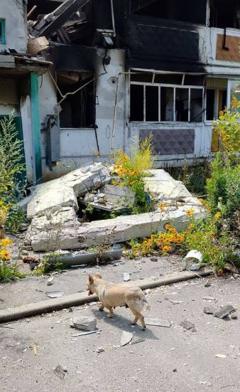 Новини Харкова: прикордонне село Івашки повністю спорожніло