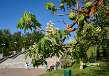 У Харкові знову зацвіли каштани (фото)