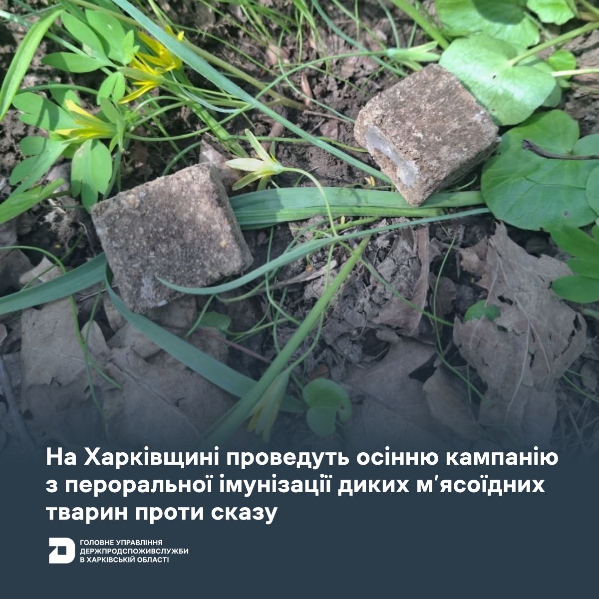 У Харківській області проведуть імунізацію диких тварин проти сказу