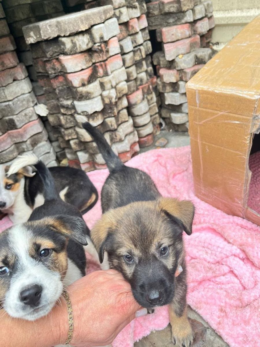 На Журавлівці виявили трьох покинутих цуценят: їм шукають родину