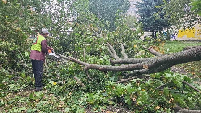 Новини Харкова: сильний вітер повалив понад 160 дерев