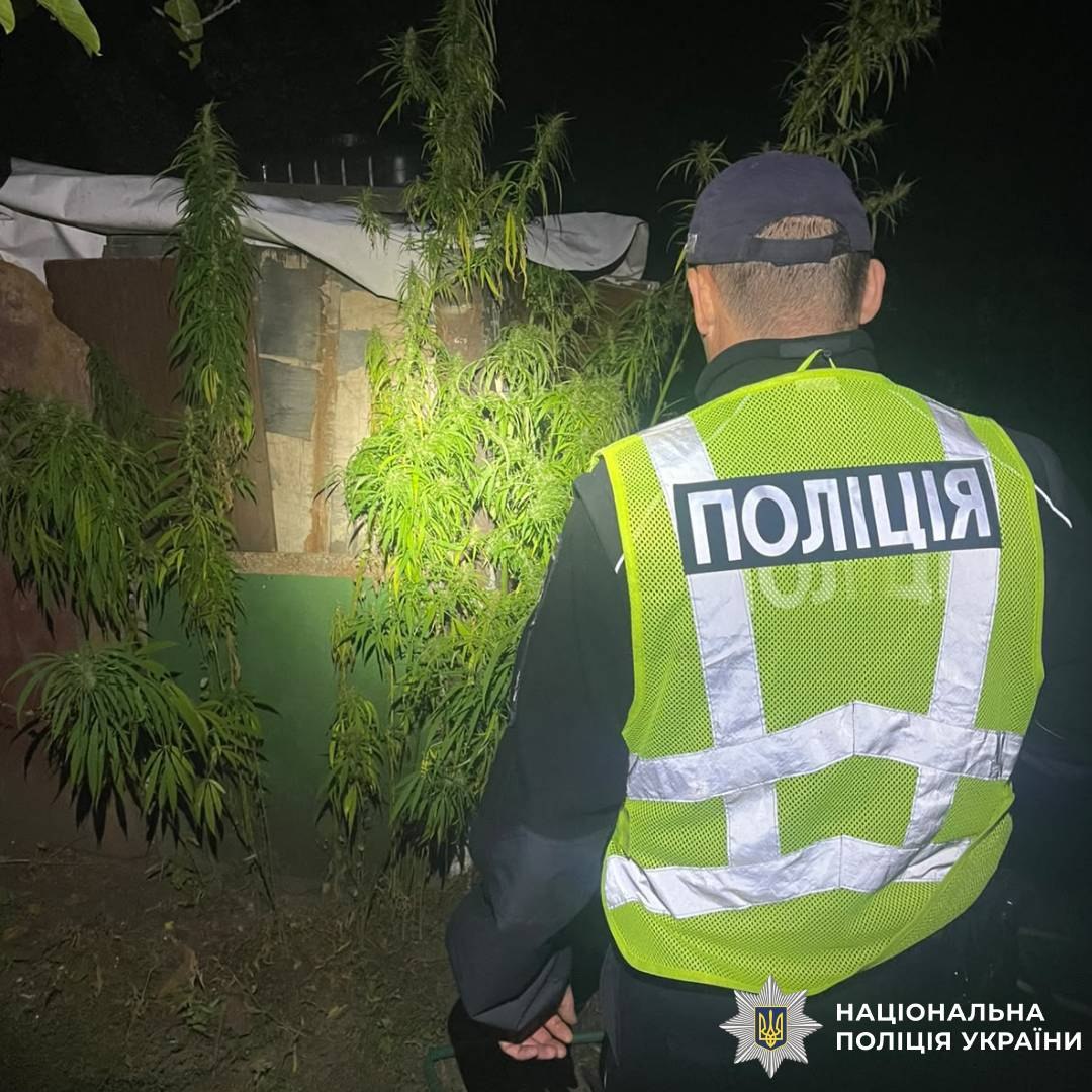 Житель Мерефи вирощував коноплі на власному подвір’ї