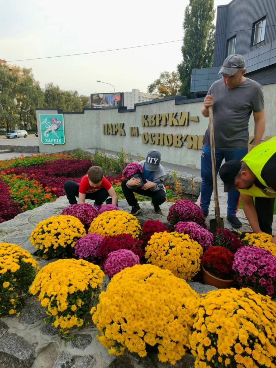 У Харкові висадили 400 кущів хризантем